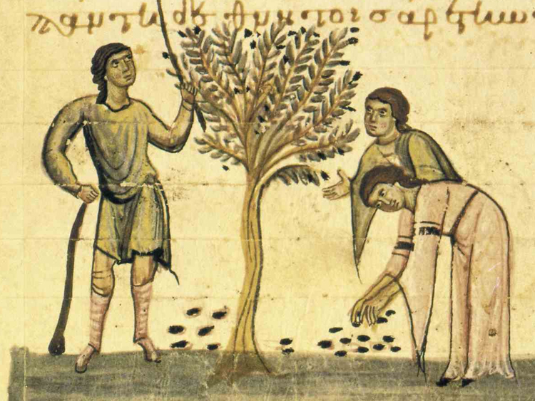 Zeytinin_Mitolojideki_Hikayesi Zeytinin_Mitolojideki_Hikayesi